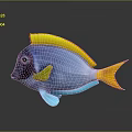 Vibrant Blue Tropical Fish With Yellow Dorsal Fin Blue Pectoral Fin And Yellow Tail