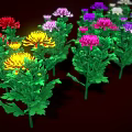 Vibrant Colorful Blooming Chrysanthemums With Lush Green Leaves On Dark Background