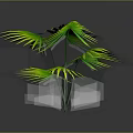 Vibrant Lush Palm Plant With Large Green Leaves And Yellow Edges