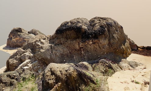 Beach Rock Moss 3d model