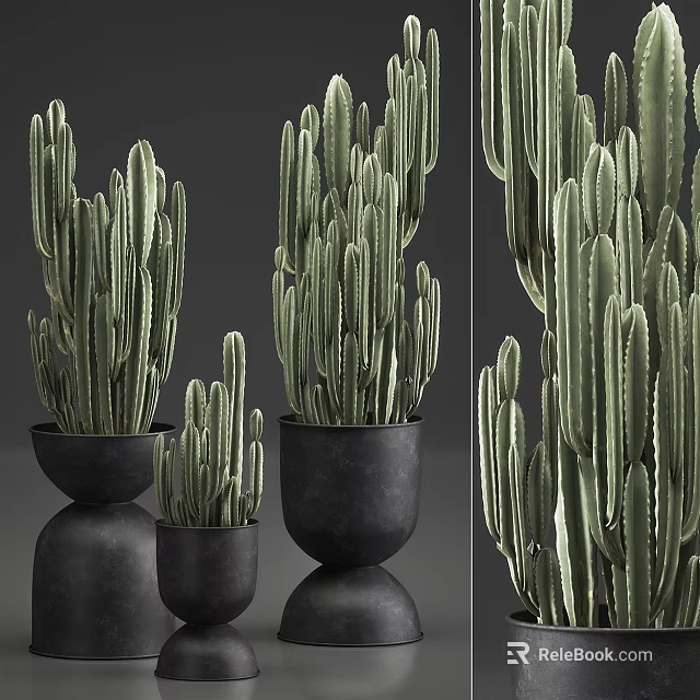 Indoor Potted Cactus Plants in Black Ceramic Pots with Different Sizes and Green Foliage 3d model 