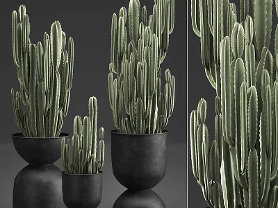 Indoor Potted Cactus Plants in Black Ceramic Pots with Different Sizes and Green Foliage 3d model
