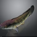 Colorful Iridescent Fish with Purple Green Scales and Streamlined Body on Dark Background