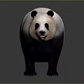 Cute Giant Panda With Black And White Fur Standing On Gray Background