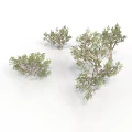 Natural Green Bushes And Small Trees On White Background With Various Sizes And Shapes