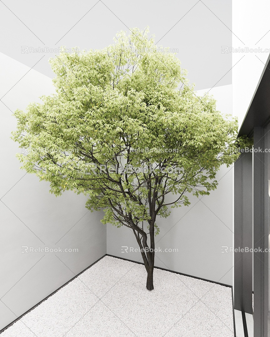 Plant Tree Big Tree Green Tree Big Crown Tree 3d model