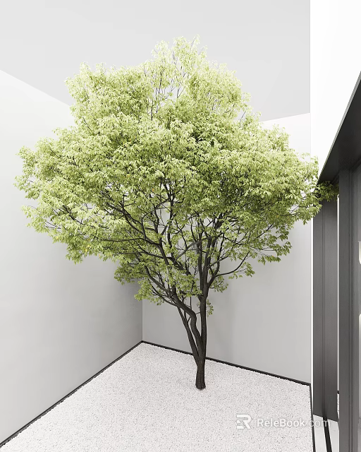 Lush Green Leafy Tree With Slender Trunk In Modern Building Corner 3d model 