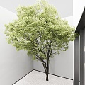 Plant Tree Big Tree Green Tree Big Crown Tree 3d model