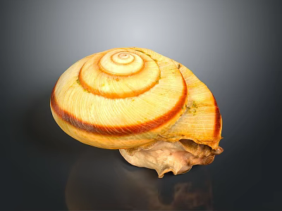 Snail Shell Organ With Natural Fibrous Texture And Spiral Brown Stripes 3d model