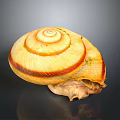Snail Shell Organ With Natural Fibrous Texture And Spiral Brown Stripes