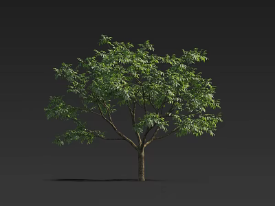 Isolated Tree With Lush Green Leaves And Brown Trunk On Dark Background 3d model