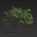 Isolated Tree With Lush Green Leaves And Brown Trunk On Dark Background