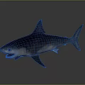 Realistic Shark With Open Mouth Sharp Teeth Dorsal Fin And Streamlined Body Structure 3d model