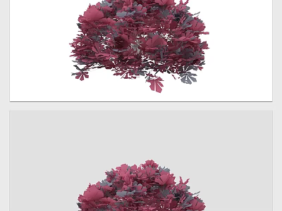 Decorative Purple Red Shrub With Lush Deep Purple Leaves In Outdoor Space 3d model