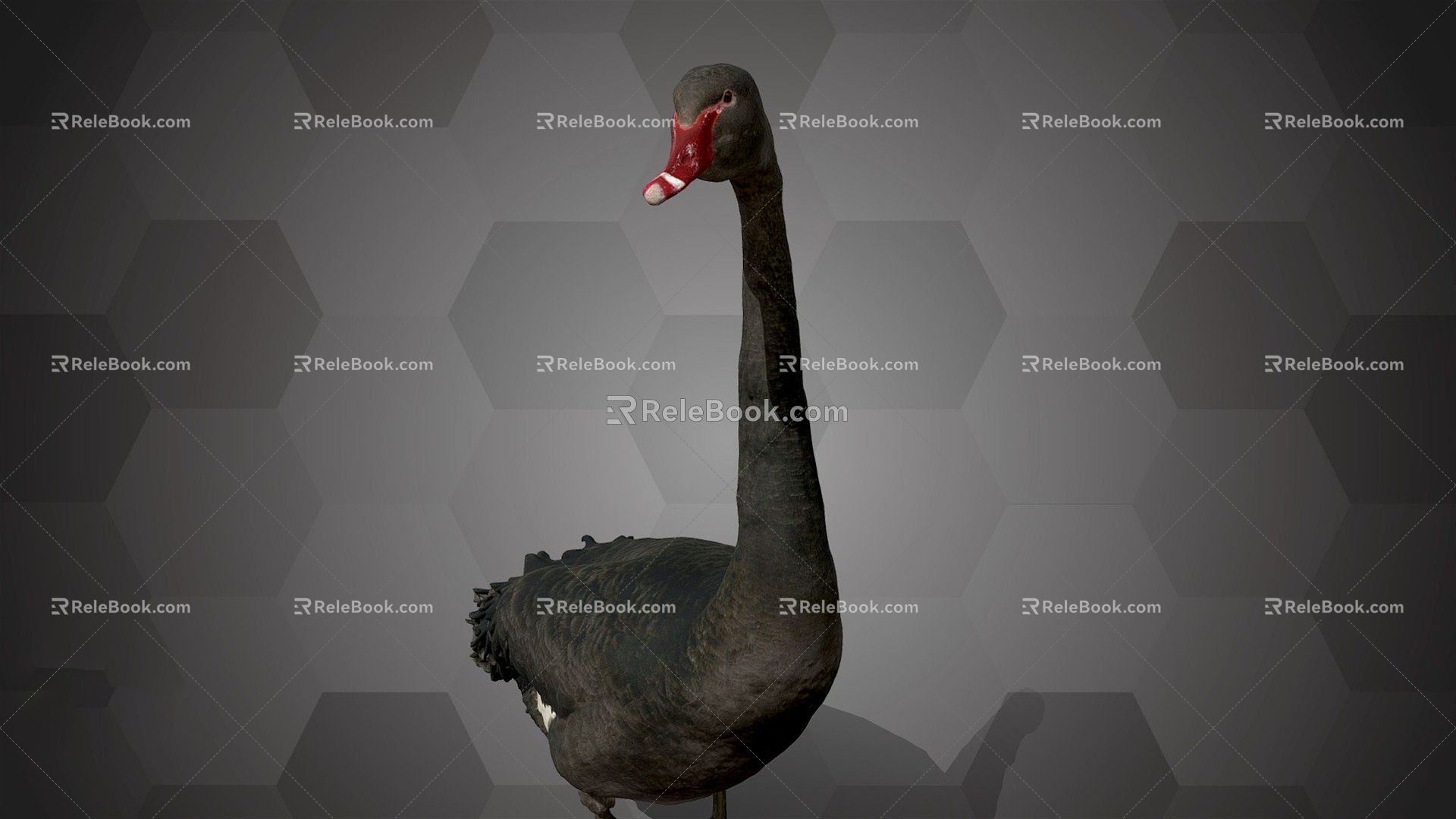 Modern Swan Black Swan 3d model