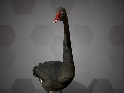 Flying Black Swan with Long Neck Red Beak and Black Feathers on Hexagonal Gray Background 3d model