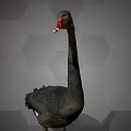 Flying Black Swan with Long Neck Red Beak and Black Feathers on Hexagonal Gray Background