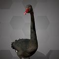 Modern Swan Black Swan 3d model