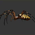 Yellow and Black Striped Spider with Long Legs on Dark Background