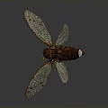 Detailed Cicada With Transparent Wings Red Eyes And Intricate Body Texture
