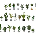Various Types And Sizes Of Potted Plants On Shelves With White Background And Different Pots