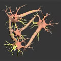 Human Skin Organ Microscopic View Displaying Hair Follicles and Dermal Structures