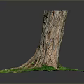 Plant Scene With Tree Stump Small Plants Green Grass Exposed Roots And Trunk Texture