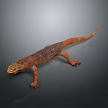 Closeup View Of Reptile Lizard With Orange Brown Scales Long Tail On Gray Background