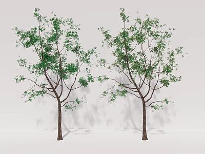 Two Green Leaf Trees with Brown Trunks Against Gray Background 3d model