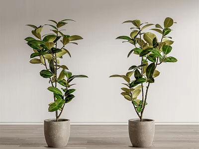 Two Decorative Bonsai Potted Plants in Gray Pots Against White Wall and Wooden Floor 3d model