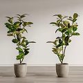 Two Decorative Bonsai Potted Plants in Gray Pots Against White Wall and Wooden Floor
