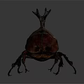 Detailed Brown Rhinoceros Beetle With Large Horn On Dark Gray Background