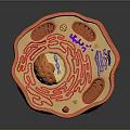 modern eukaryotic cell cross section cell structure cell tissue 3d model