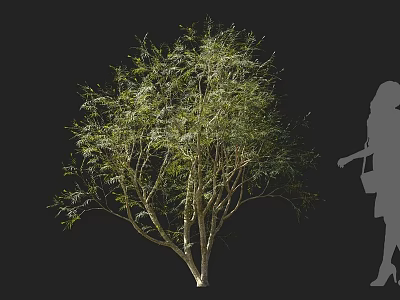 Lush Green Arbor With Multiple Branches And Human Silhouette On Black Background 3d model