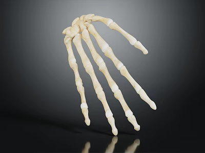 Realistic Skeleton Hand Model With Detailed Bone Structure On Dark Background 3d model