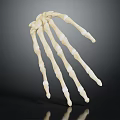 Realistic Skeleton Hand Model With Detailed Bone Structure On Dark Background 3d model