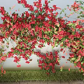 Lush Plant Combination Featuring Red Flowers Green Leaves and Grass at the Bottom