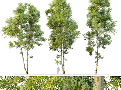 Decorative Plant Ornament Set With Tall Trees Green Foliage And Garden Decor Elements 3d model