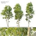 Decorative Plant Ornament Set With Tall Trees Green Foliage And Garden Decor Elements