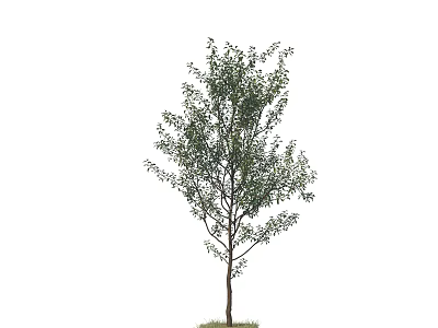 Isolated Arbor With Lush Green Foliage And Brown Trunk For Landscaping 3d model