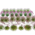 Assorted Grasses And Flowering Plants With Green Pink Purple Foliage In Garden