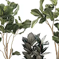 Lush Green Leafy Potted Plants In White Textured Ceramic Pots For Indoor Decor