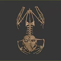 Detailed Golden Frog Skeleton Anatomical Model Featuring Organs And Hair Structures