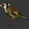Colorful Goldfinch Bird With Red Head Yellow Body And Black Wings Perched On Gray Surface