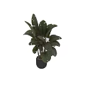 Broad Leaf Dark Green Shrub With Shiny Foliage For Indoor Home Decor