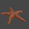 Orange Textured Starfish With Detailed Surface And Marine Life Features