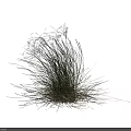 Decorative White Fluffy Flowering Grass With Green Stems On Black Background 3d model