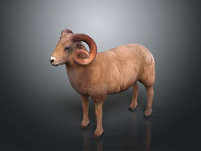 Majestic Brown Ram With Large Curved Horns Standing On Gray Background 3d model