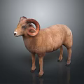 Majestic Brown Ram With Large Curved Horns Standing On Gray Background