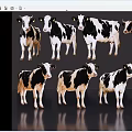 Black And White Cows Standing In Various Poses On Dark Reflective Background 3d model